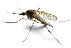 mosquito-L Photo of a Mosquito