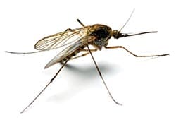 mosquito-R Photo of a Mosquito