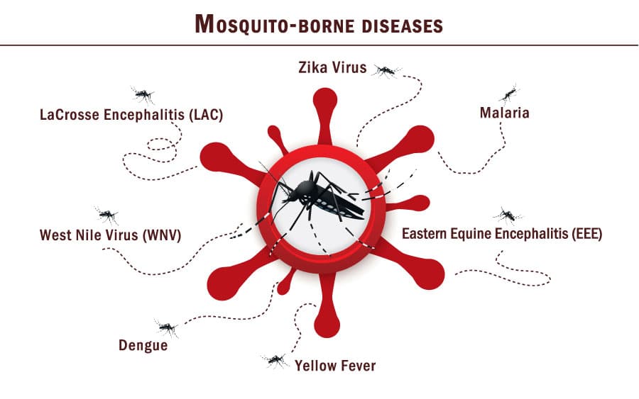 Mosquito Control Cardinal Environmental Solutions