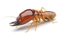Termite-L Photo of a Termite