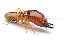 Termite-R Photo of a Termite
