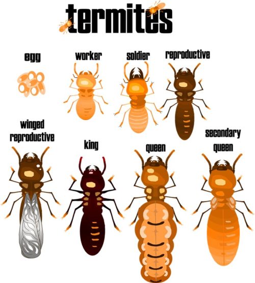 Termites Termites