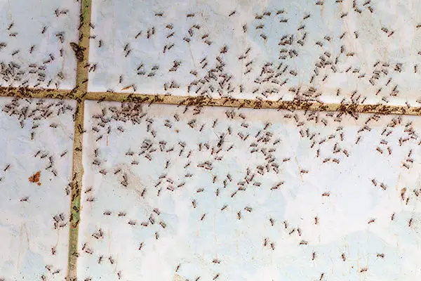 Ants inside before Charlotte pest removal by Cardinal Environmental Solutions