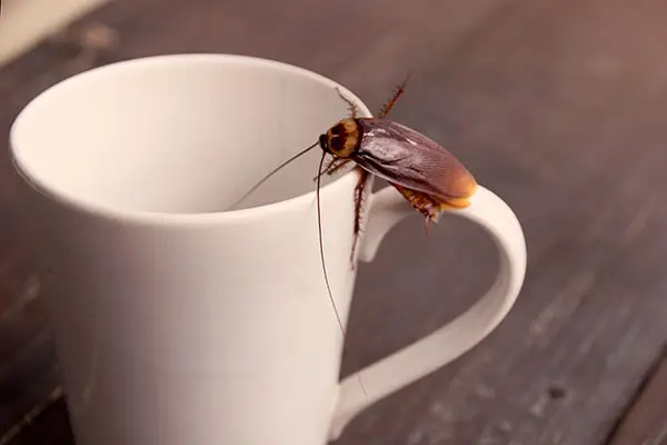 Cockroach on cup before Charlotte pest removal by Cardinal Environmental Solutions