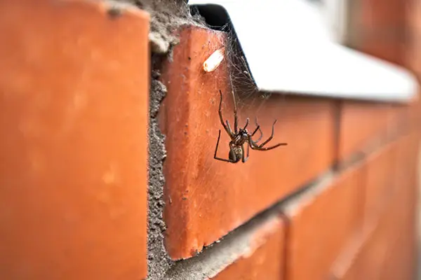Spider on house before Charlotte pest removal by Cardinal Environmental Solutions