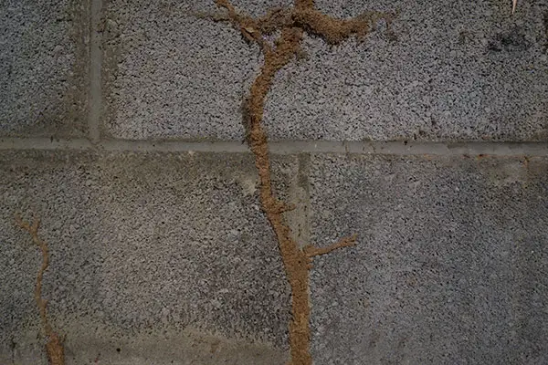 Termite mud tubes before termite control in Charlotte, NC by Cardinal Environmental Solutions