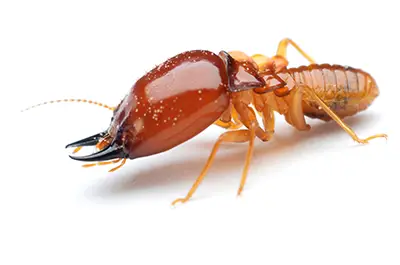 Termite before termite control in Charlotte, NC by Cardinal Environmental Solutions