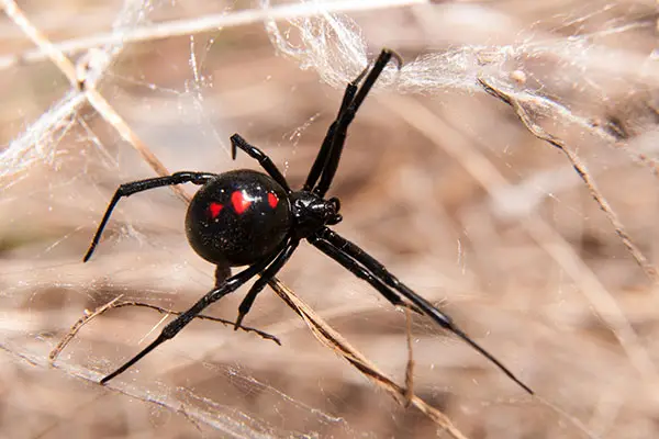 Black widow outside before Charlotte pest removal by Cardinal Environmental Solutions