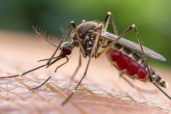Mosquito on person before mosquito control in Charlotte, NC by Cardinal Environmental Solutions