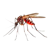 Mosquito before mosquito control in Charlotte, NC by Cardinal Environmental Solutions