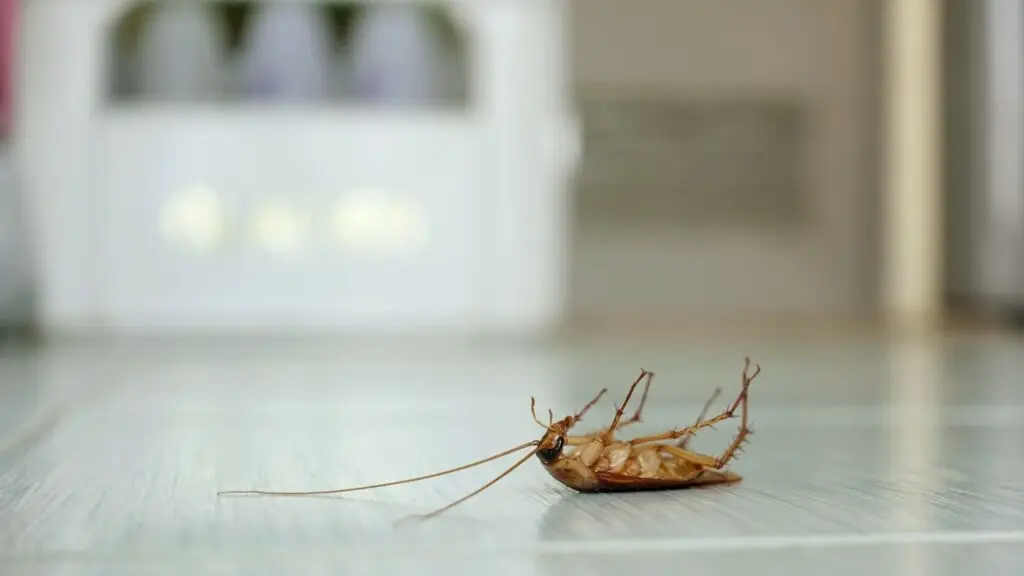 Dead Roach