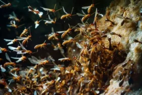 Termites