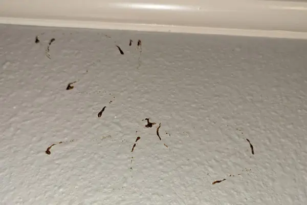 Cockroach marks before cockroach control in Charlotte, NC by Cardinal Environmental Solutions