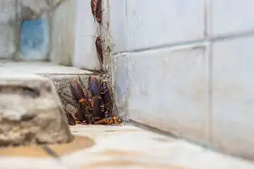 Cockroaches on wall