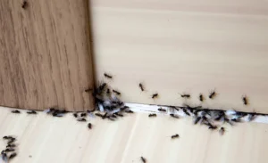 Closeup of ants under the door