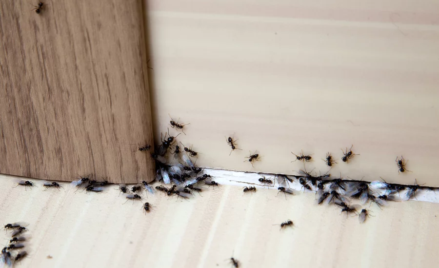 Closeup of ants under the door