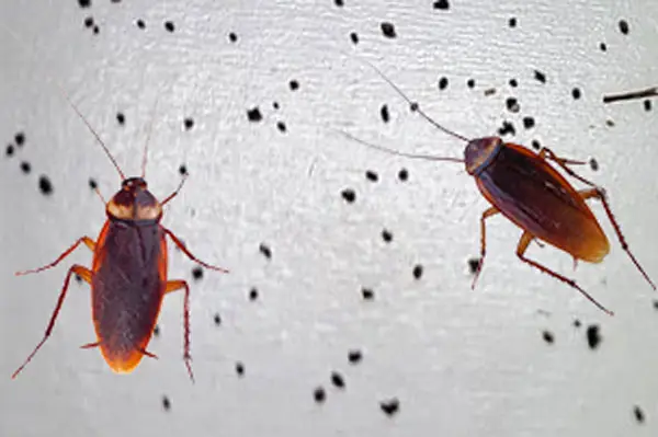 Cockroach droppings before cockroach control in Charlotte, NC by Cardinal Environmental Solutions