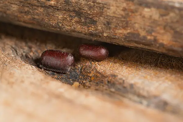 Cockroach egg cases before cockroach control in Charlotte, NC by Cardinal Environmental Solutions
