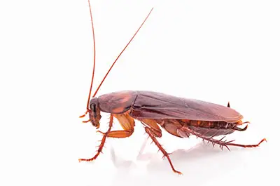Cockroach before cockroach control in Charlotte, NC by Cardinal Environmental Solutions