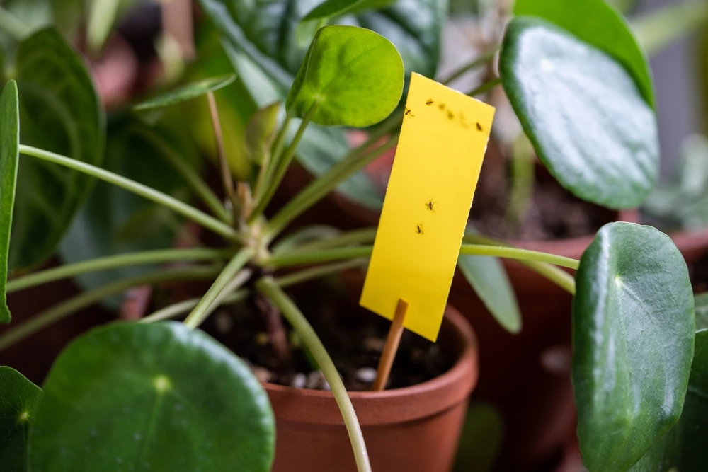 fungus gnats stuck to yellow sticky tape