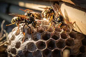 Wasps
