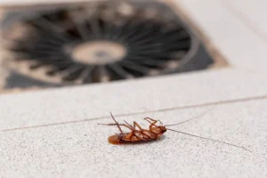 Closeup of dead cockroach