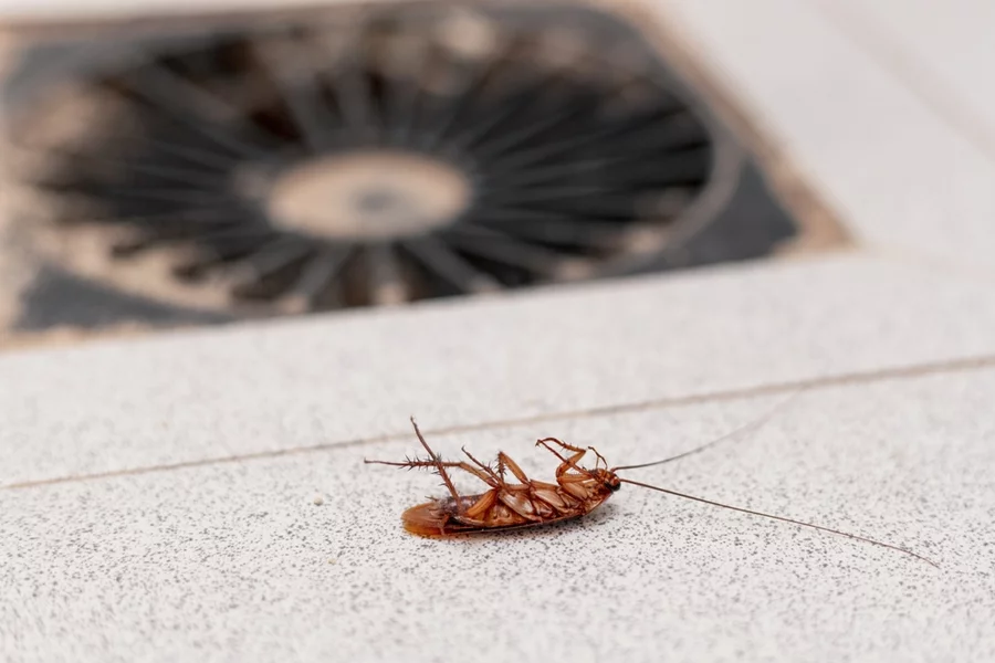 Closeup of dead cockroach