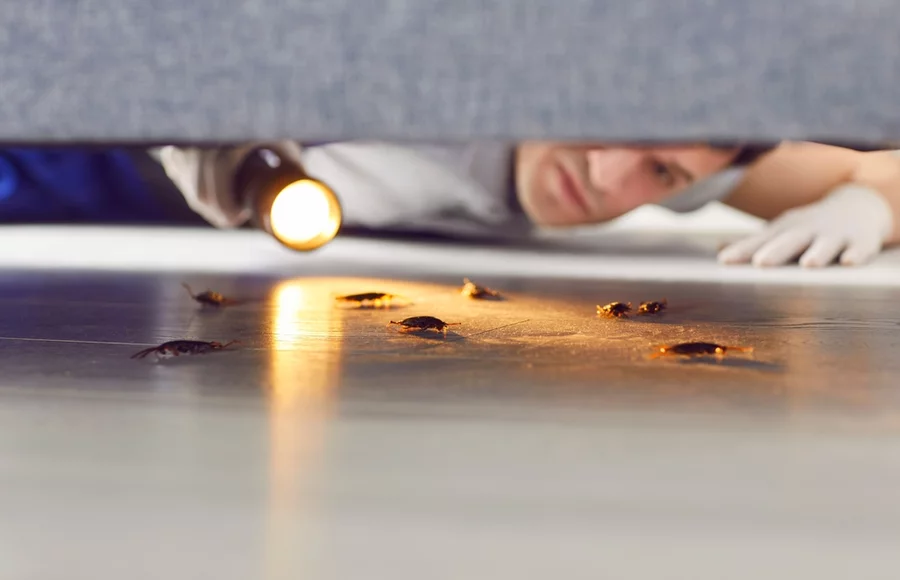 Man spotting cockroaches under sofa