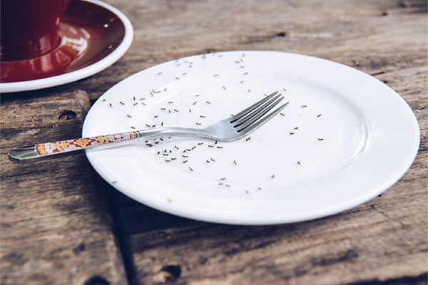 Ants on a plate