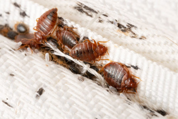 Bed Bugs on a Mattress